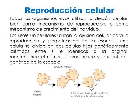 Reproducción celular Todos los organismos vivos utilizan la división celular, bien como mecanismo de reproducción, o como mecanismo de crecimiento del.